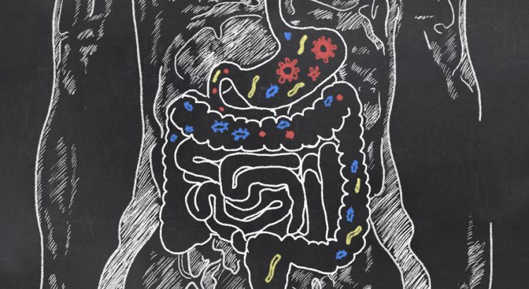 Gut Health | Probiotic America