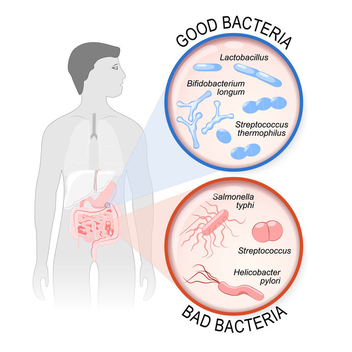 probiotics on empty stomach | Probiotic America